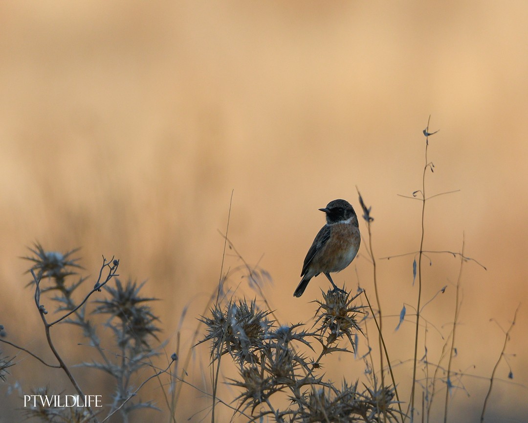 European Stonechat - ML623946002