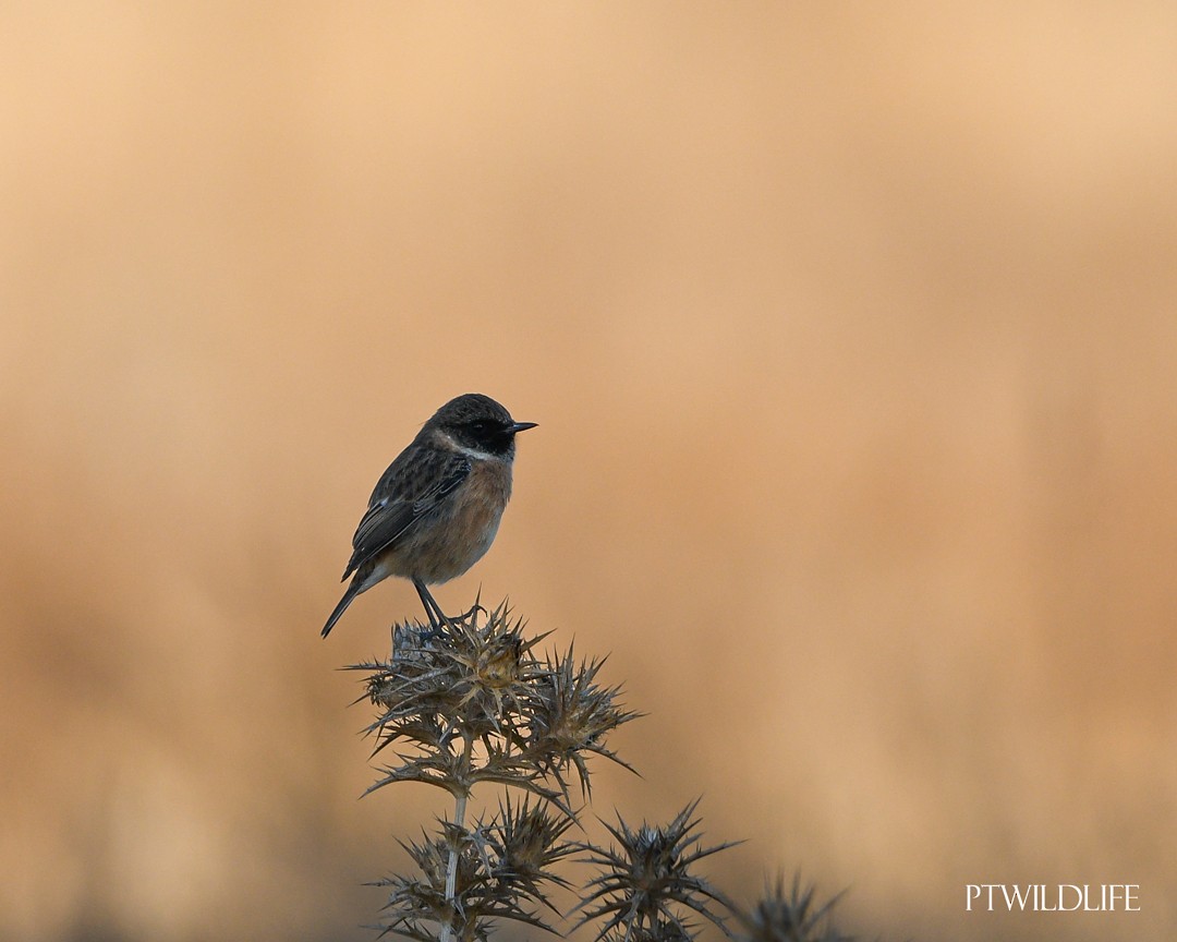 European Stonechat - ML623946003