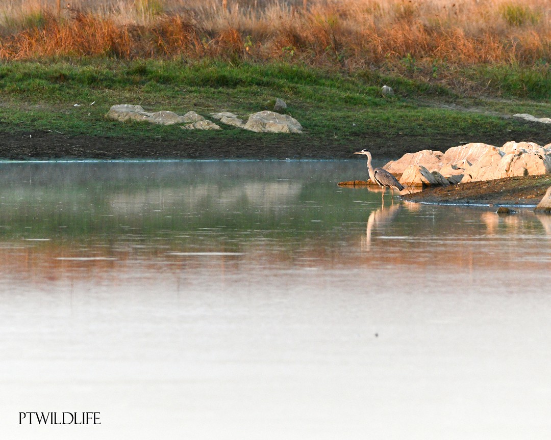 Gray Heron - ML623946032