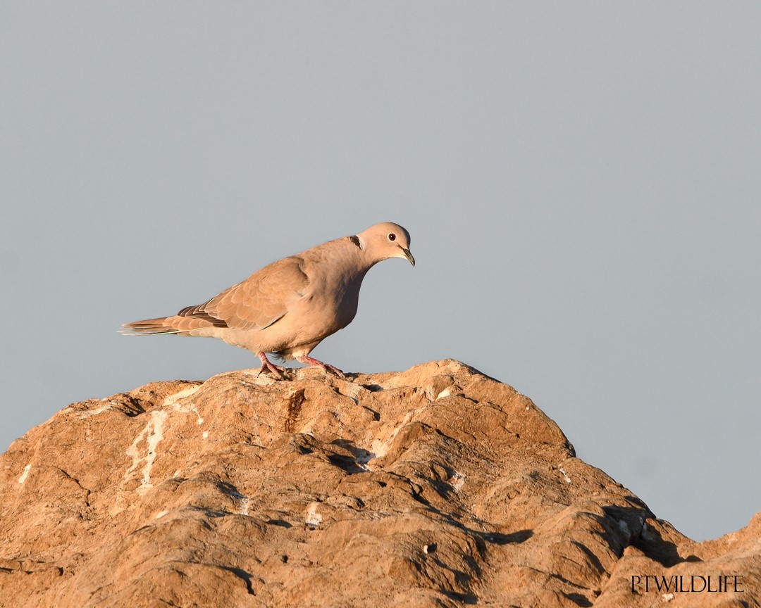 Eurasian Collared-Dove - ML623946033