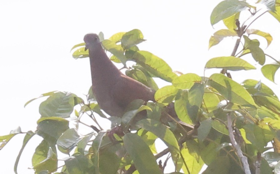 Pale-vented Pigeon - ML623946036