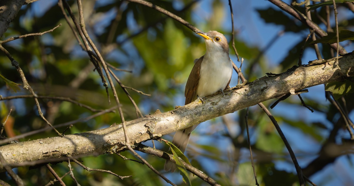 Yellow-billed Cuckoo - ML623946041