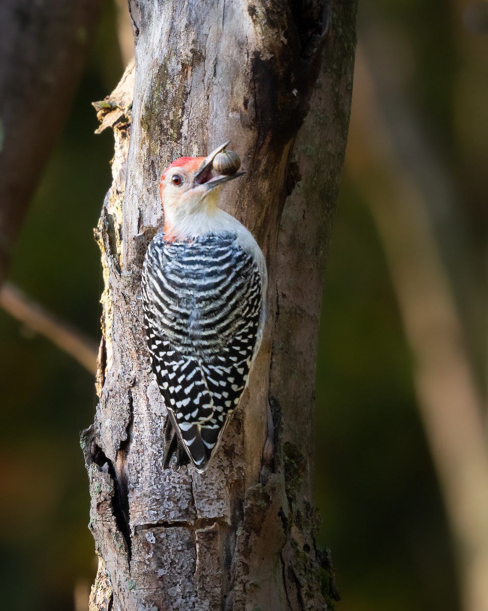 Red-bellied Woodpecker - ML623946071