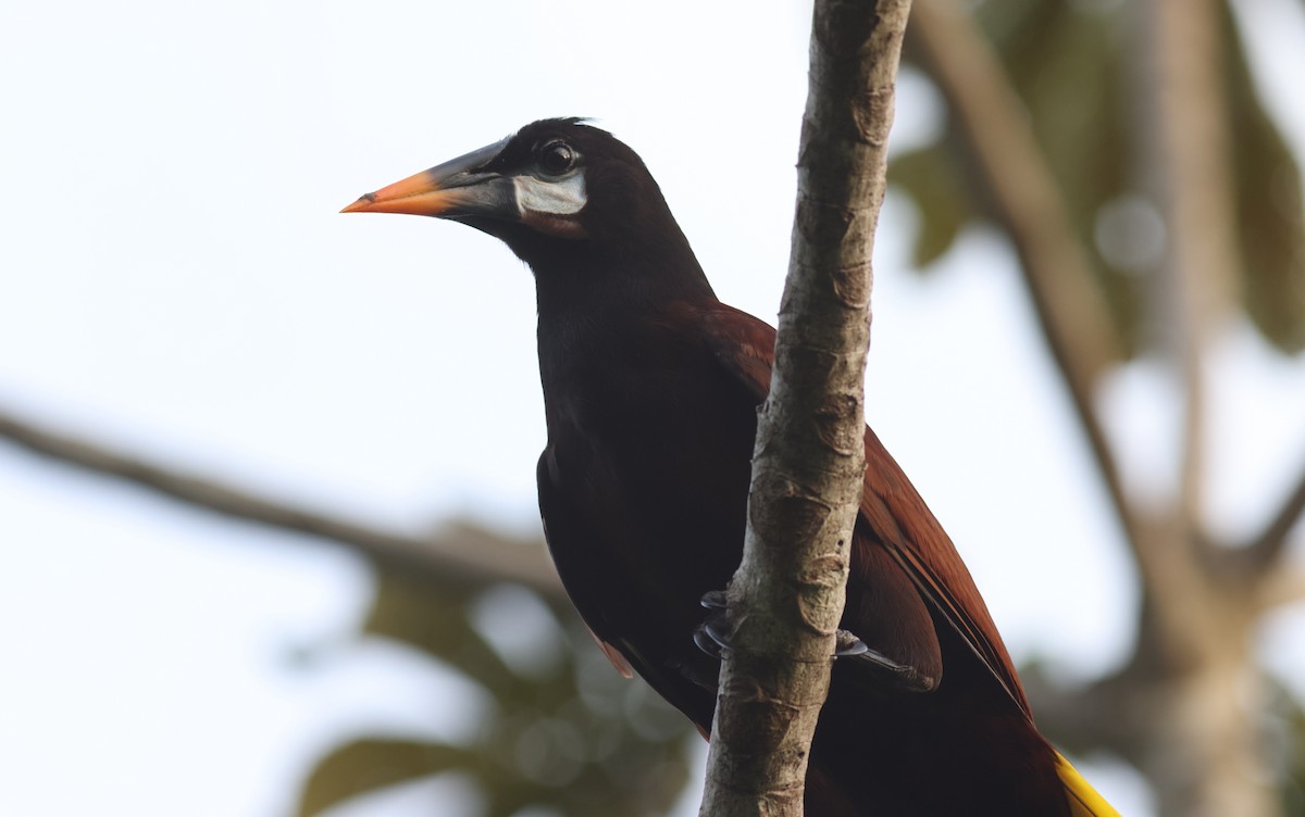 montezumaoropendola - ML623946094