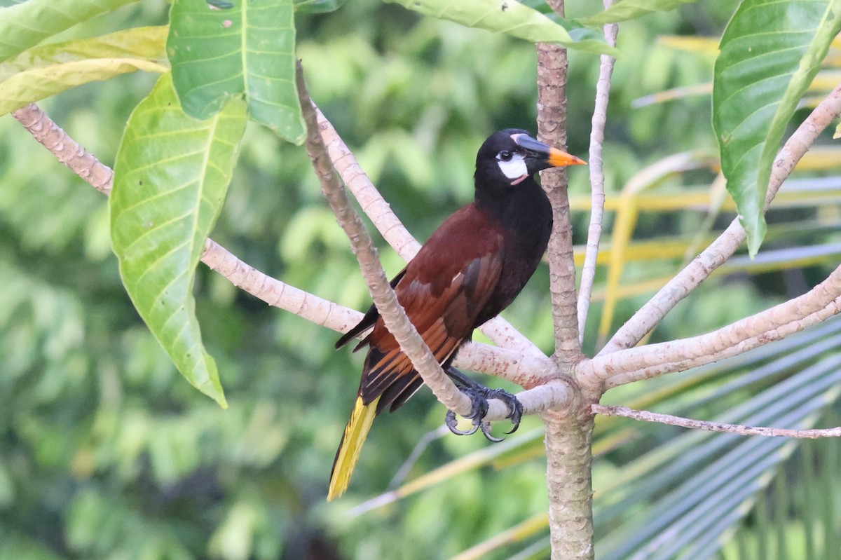 montezumaoropendola - ML623946095