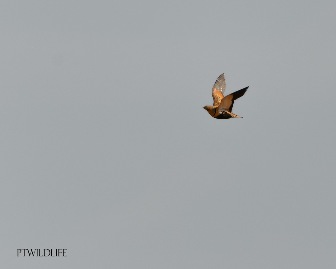 Black-bellied Sandgrouse - ML623946096