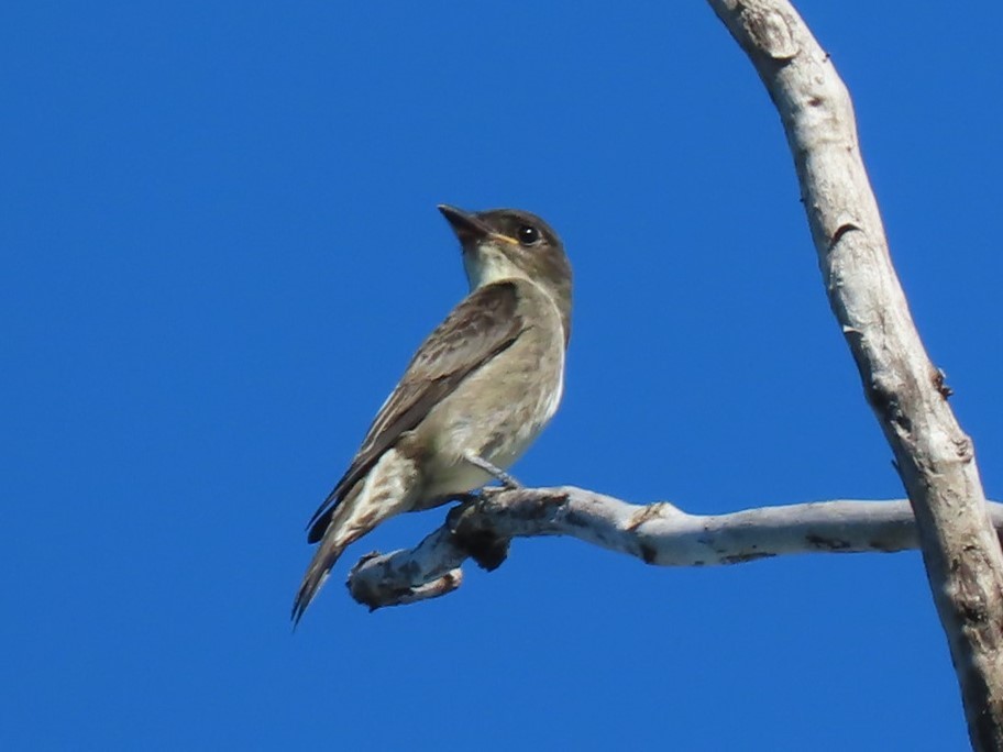 Olive-sided Flycatcher - ML623946101