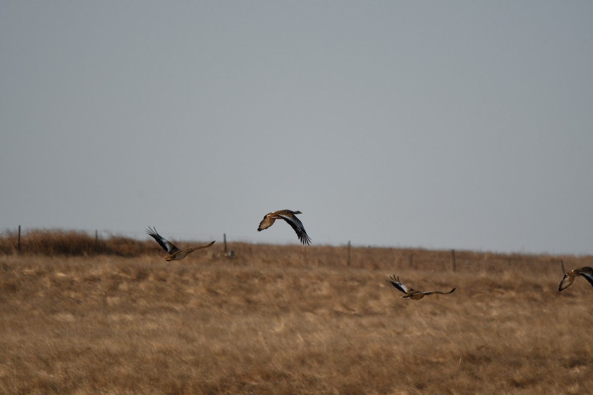 Great Bustard - Guilherme Silva