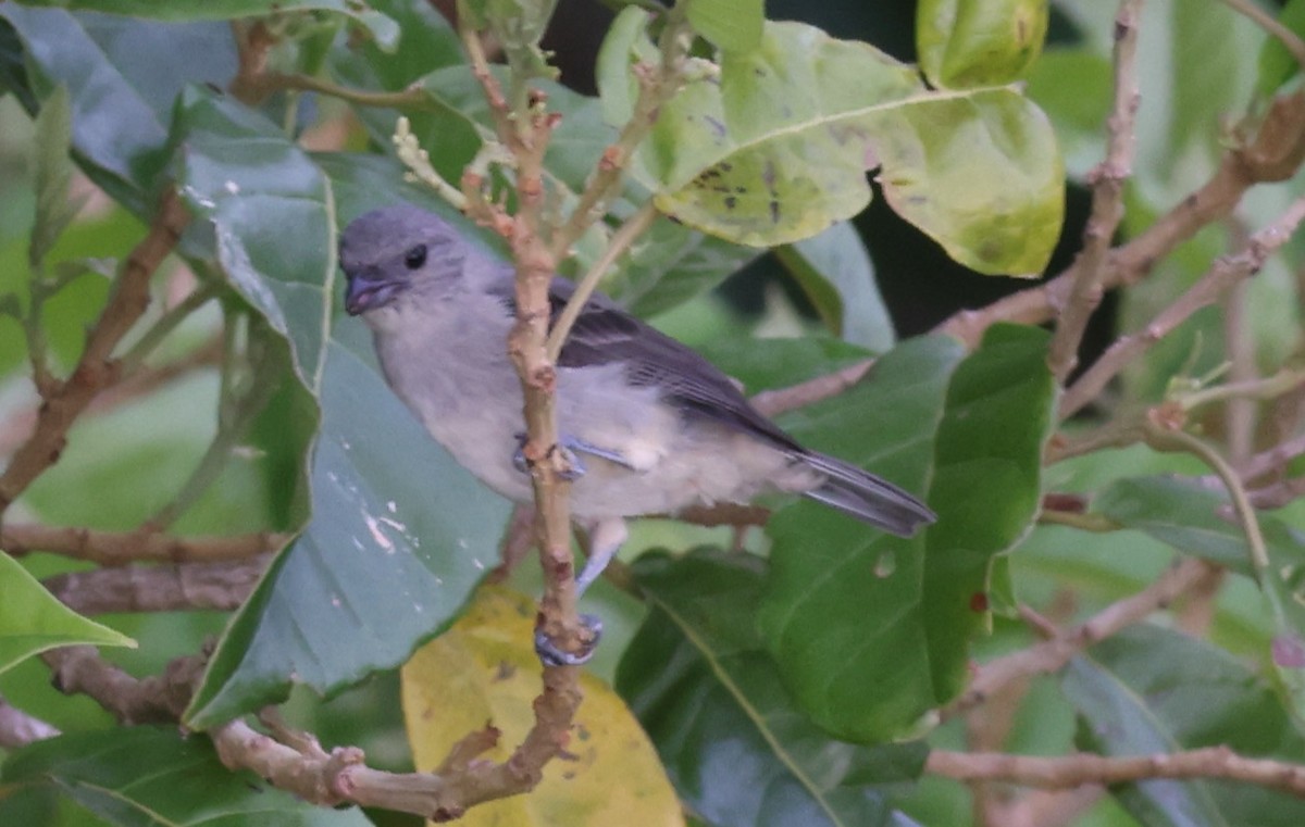 Plain-colored Tanager - Sea Williams