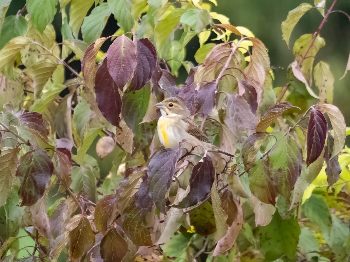 Dickcissel - ML623946115