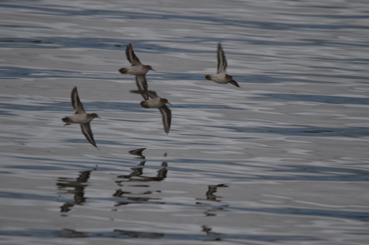 Common Sandpiper - ML623946116