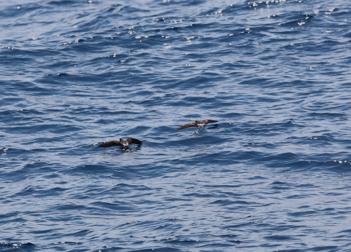 Band-rumped Storm-Petrel - ML623946118