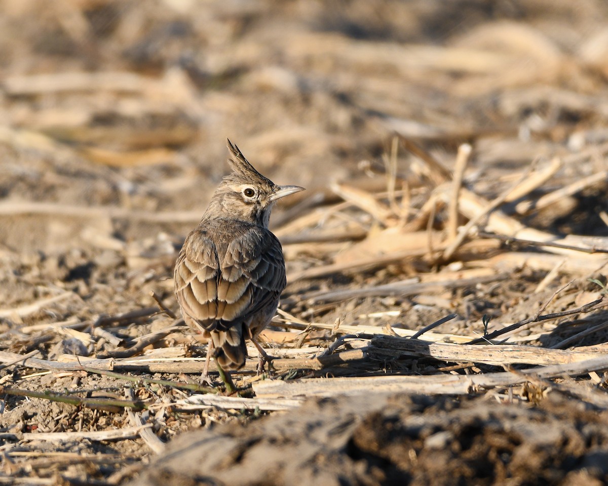 Crested Lark - ML623946130