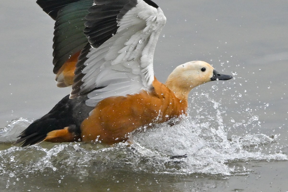 Ruddy Shelduck - ML623946135