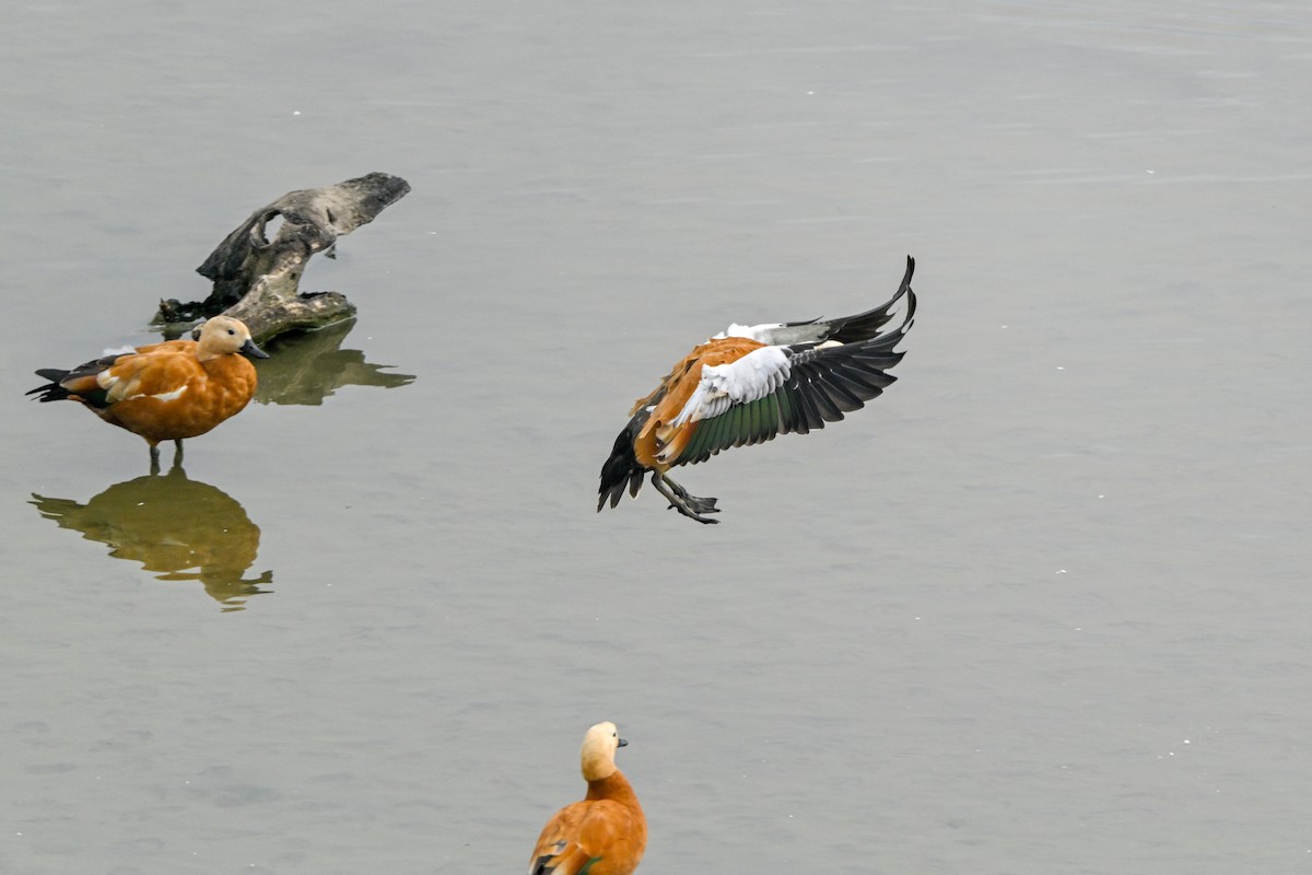 Ruddy Shelduck - ML623946142