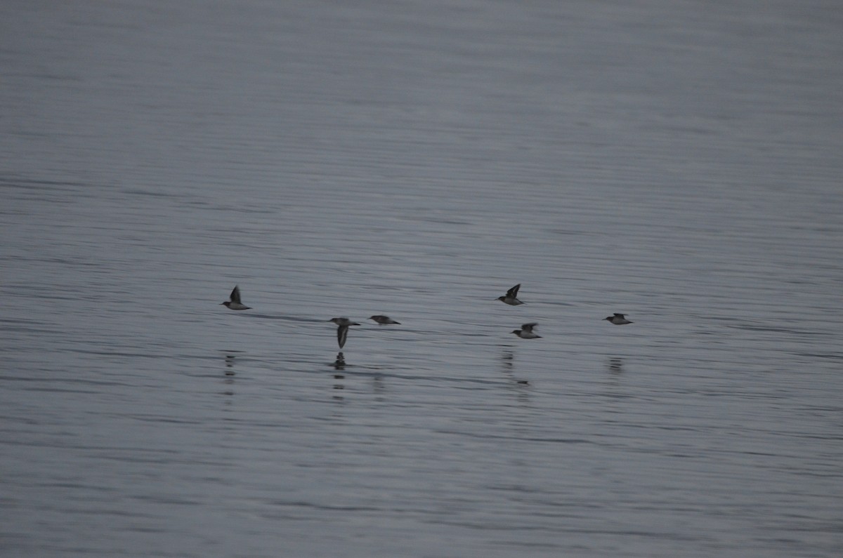 Common Sandpiper - ML623946150