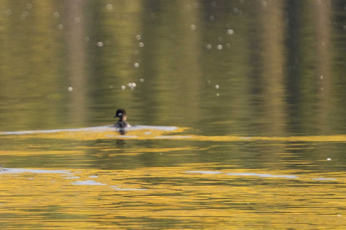 Bufflehead - ML623946151