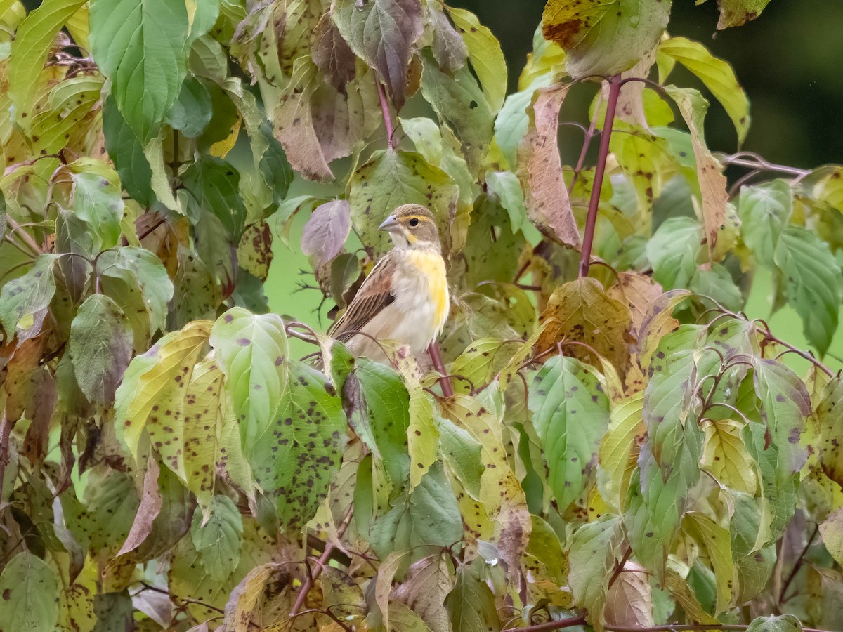 Dickcissel - ML623946181