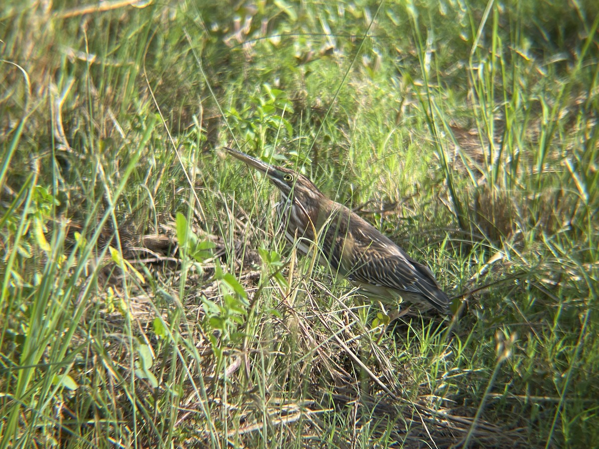 Green Heron - ML623946186
