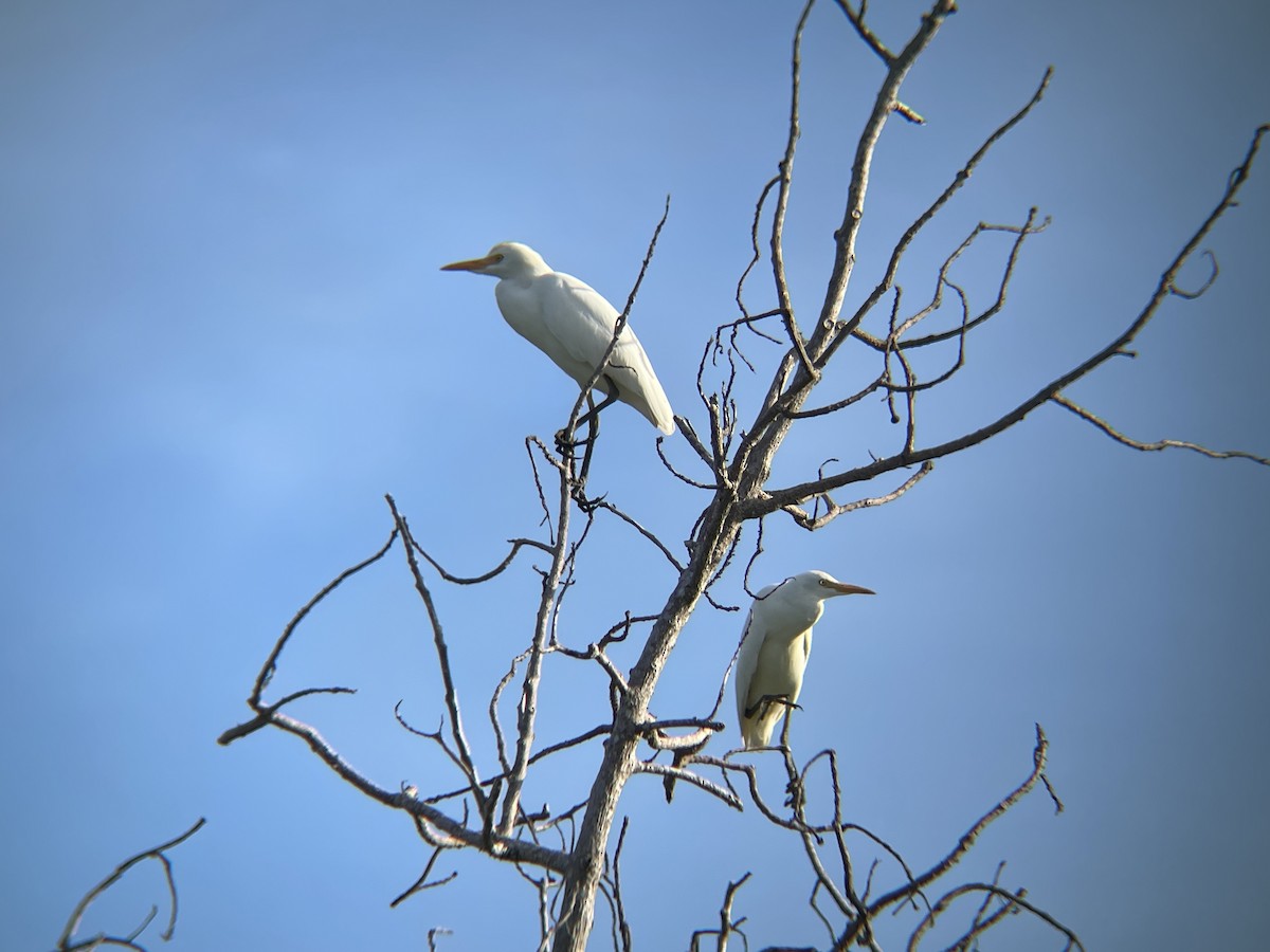 Western Cattle-Egret - ML623946219