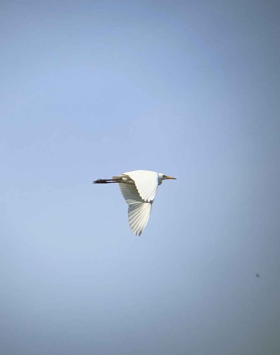 Western Cattle-Egret - ML623946220