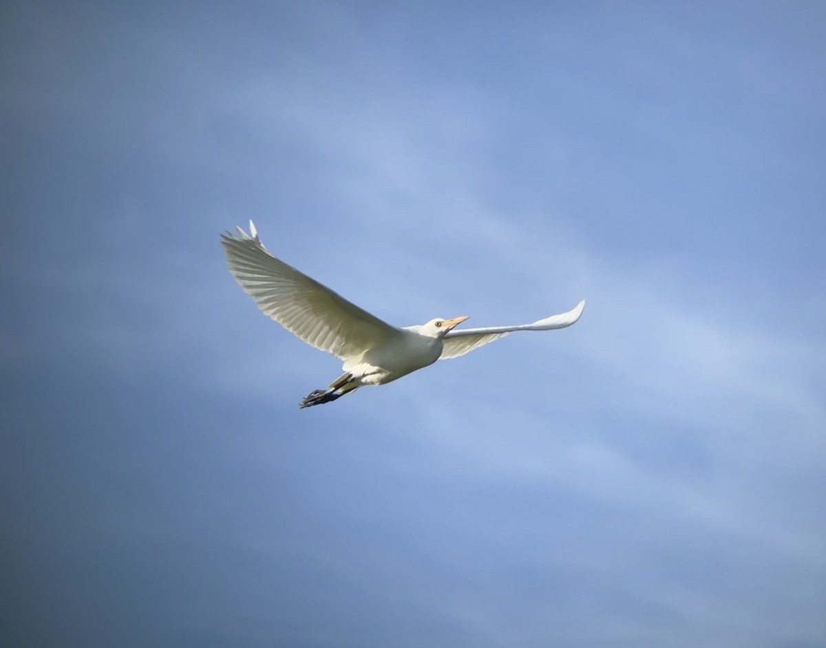 Western Cattle-Egret - ML623946221