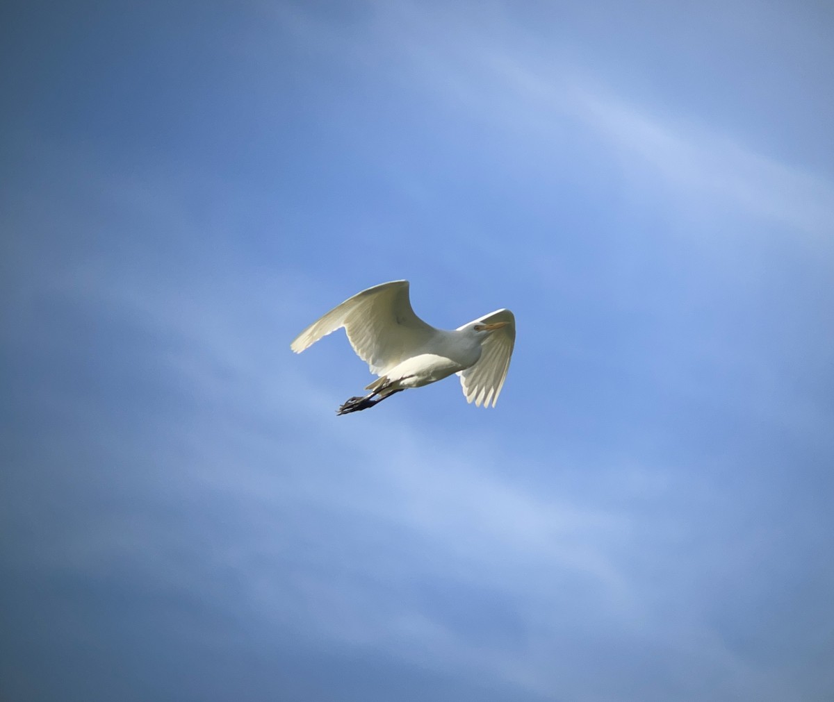 Western Cattle-Egret - ML623946222