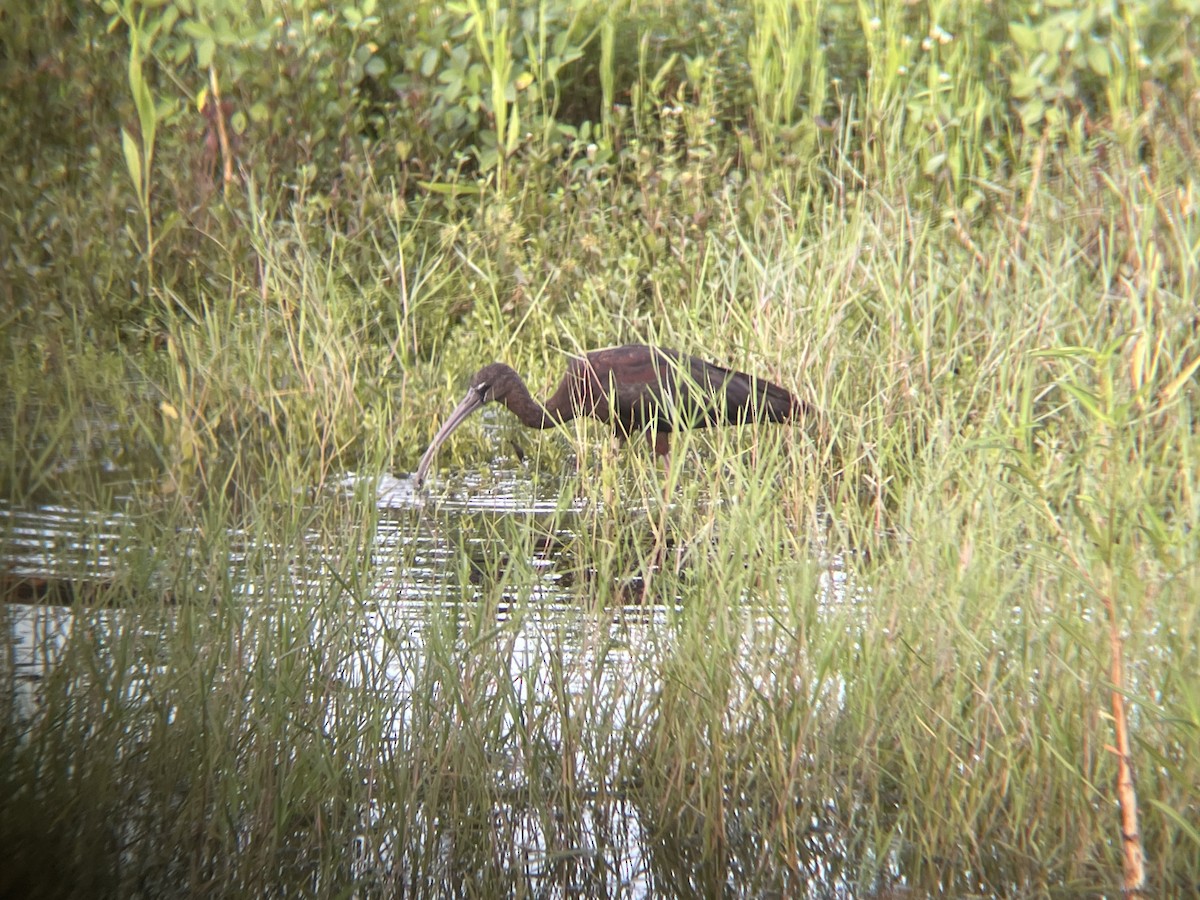 Glossy Ibis - ML623946259