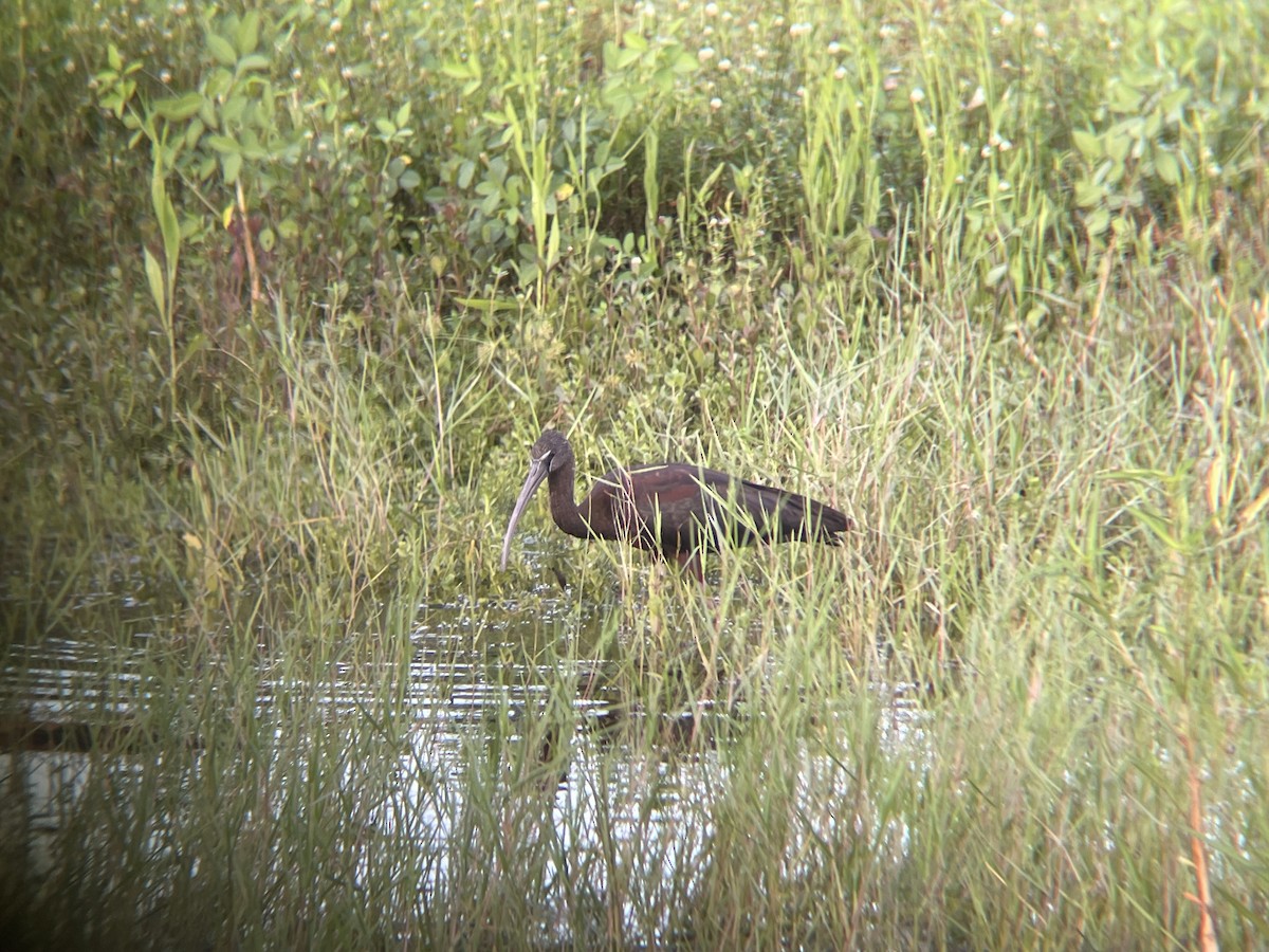 Glossy Ibis - ML623946260