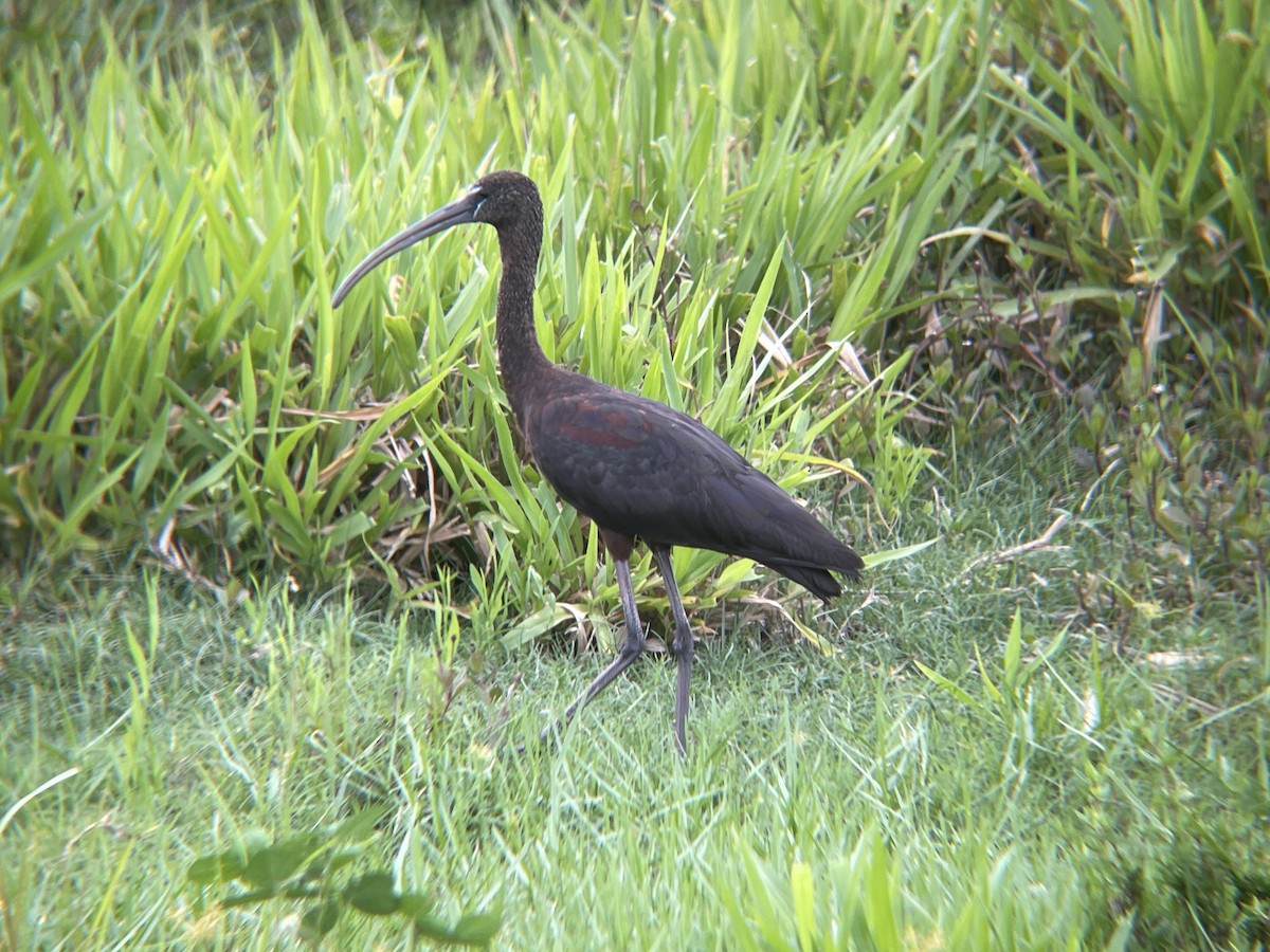 Glossy Ibis - ML623946261