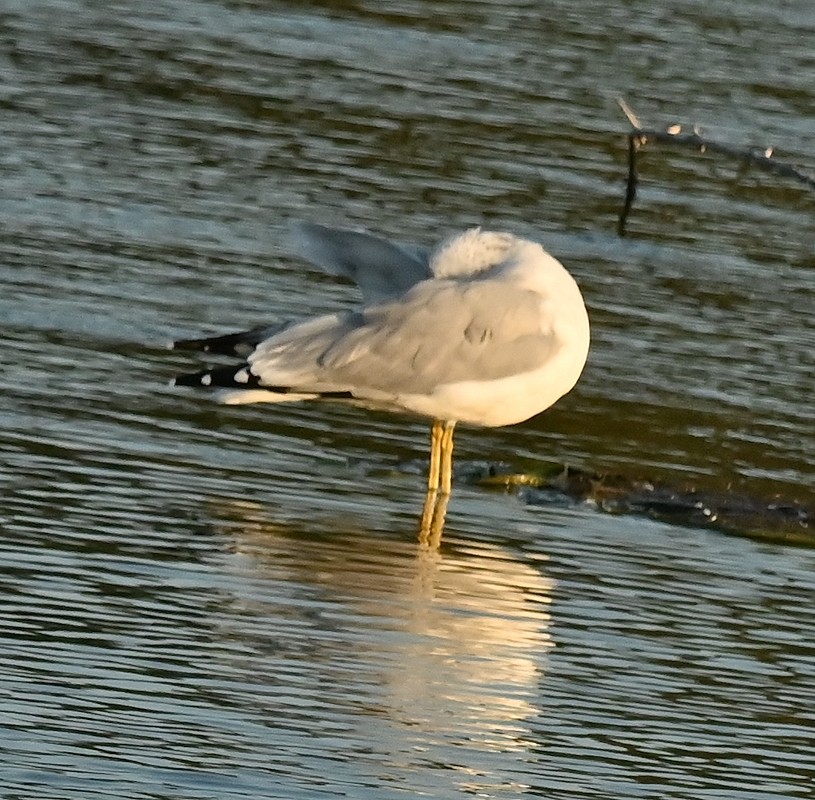 Ring-billed Gull - ML623946275