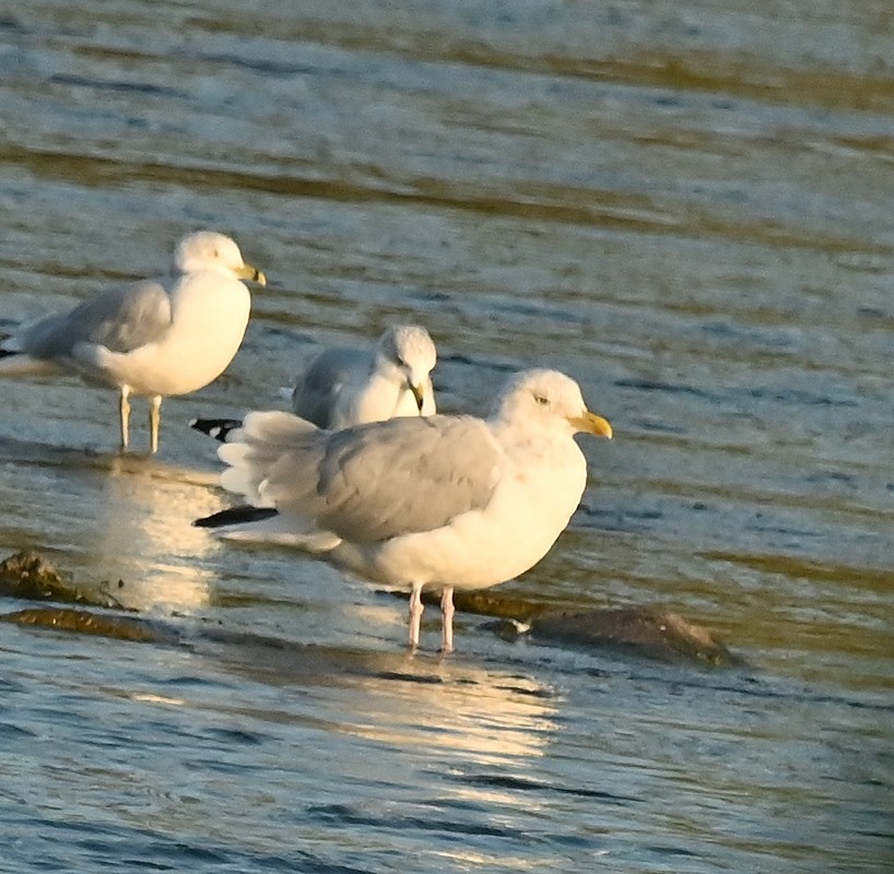 Herring Gull (American) - ML623946282