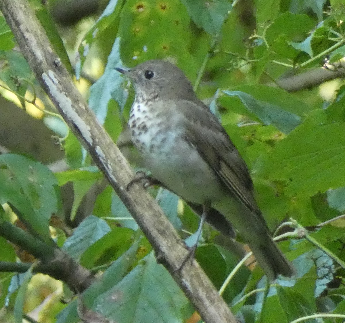 Gray-cheeked Thrush - Matt Peppe