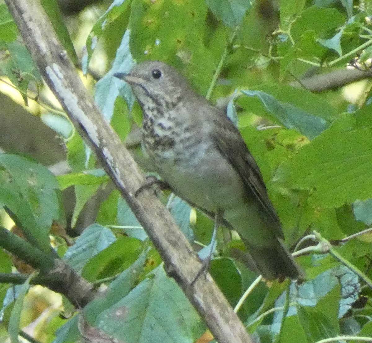 Gray-cheeked Thrush - ML623946307