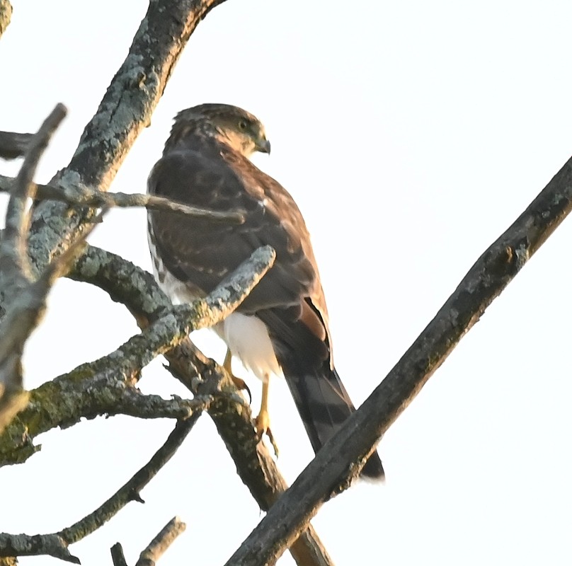 Cooper's Hawk - ML623946314