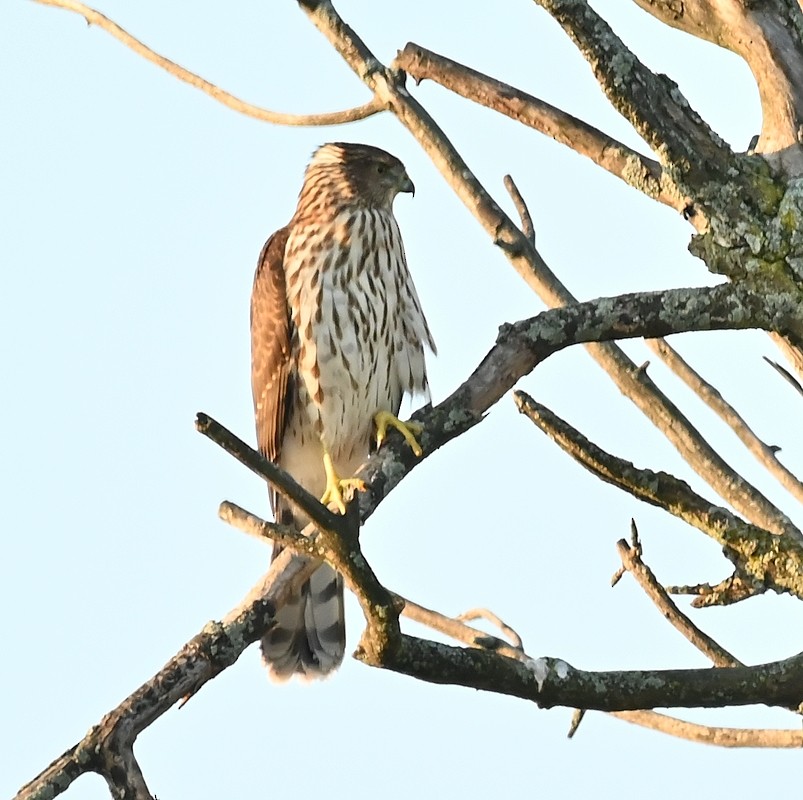 Cooper's Hawk - ML623946317