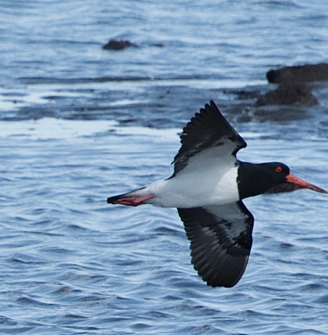 Pied Oystercatcher - ML623946327