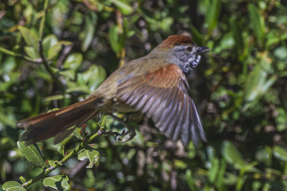 Sooty-fronted Spinetail - ML623946366