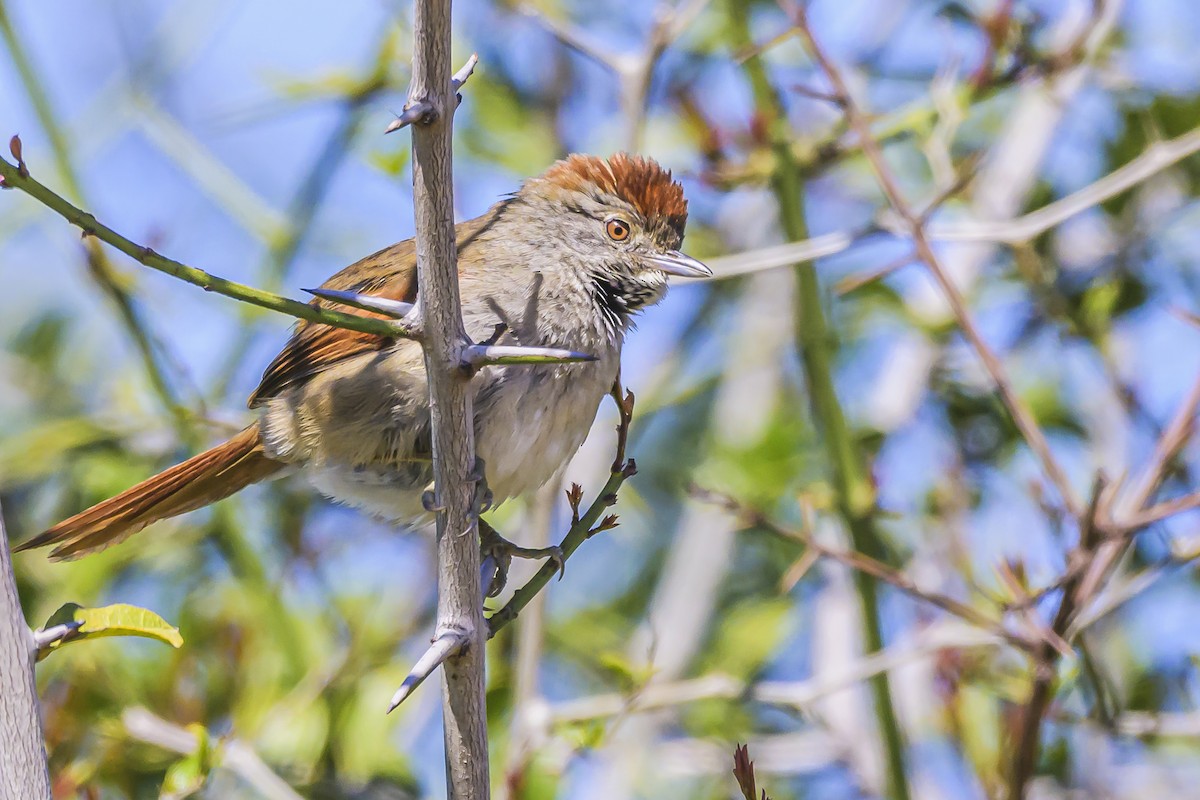 Sooty-fronted Spinetail - ML623946367