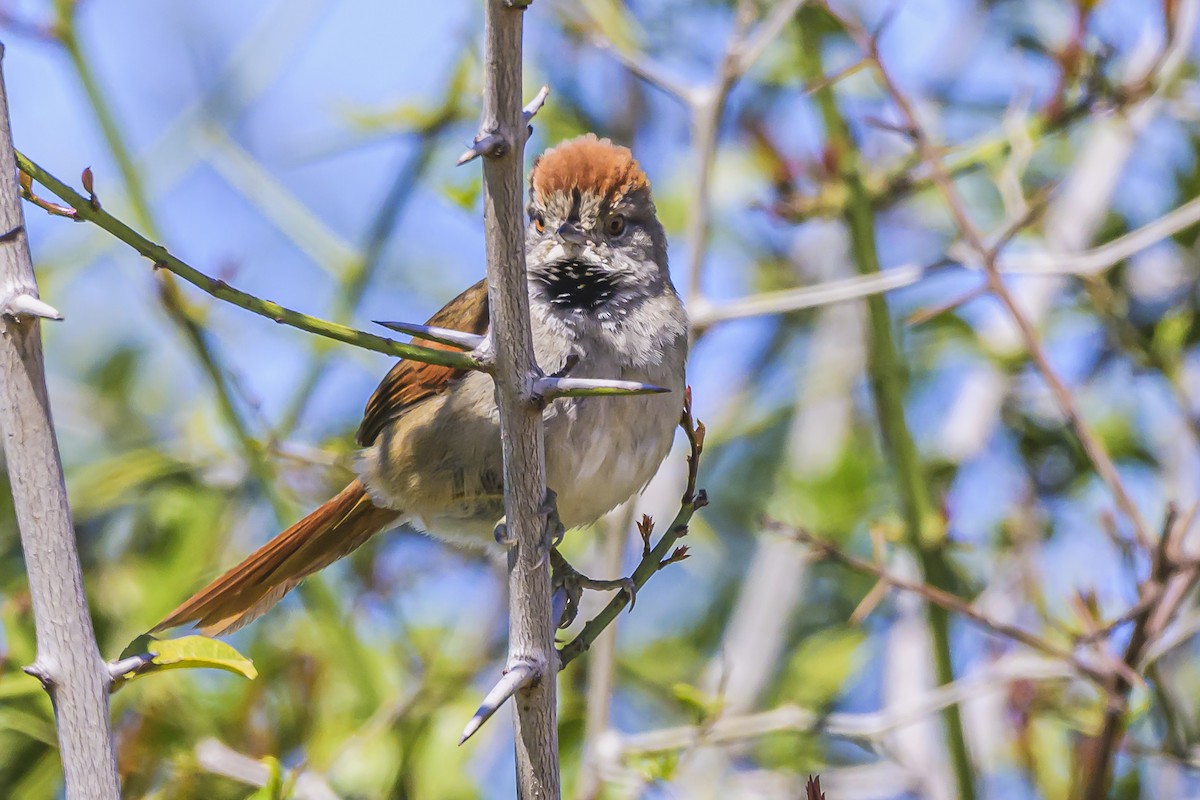 Sooty-fronted Spinetail - ML623946368