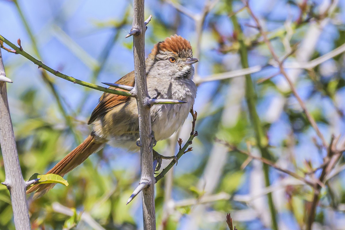 Sooty-fronted Spinetail - Amed Hernández