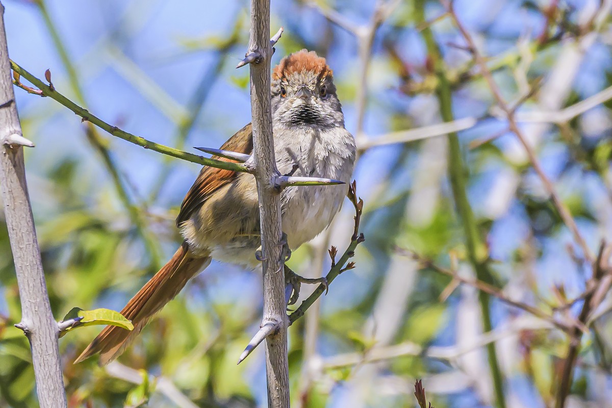 Sooty-fronted Spinetail - Amed Hernández