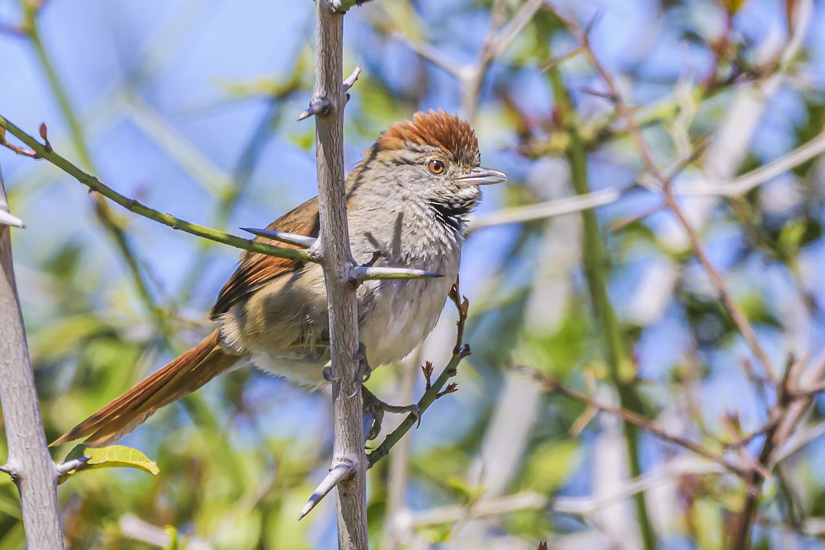 Sooty-fronted Spinetail - ML623946373