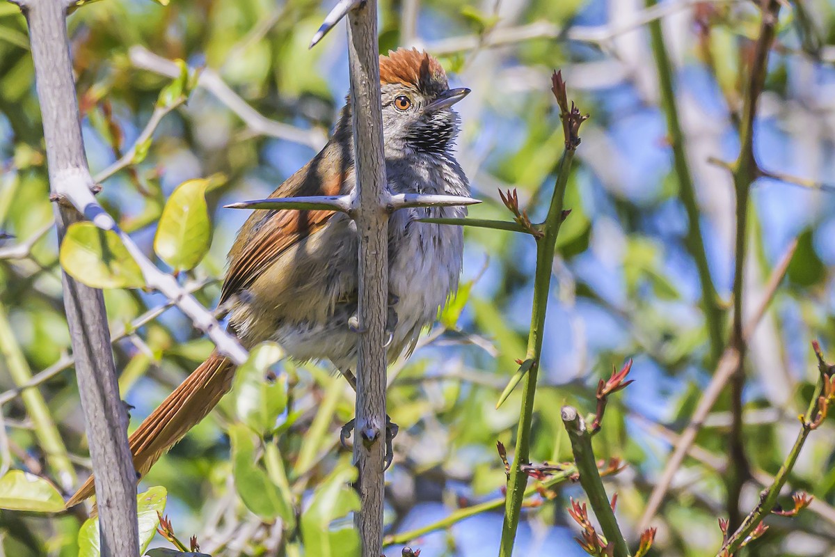 Sooty-fronted Spinetail - ML623946374