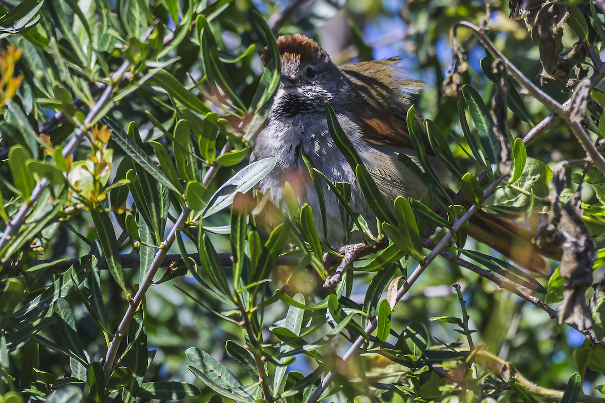 Sooty-fronted Spinetail - ML623946375