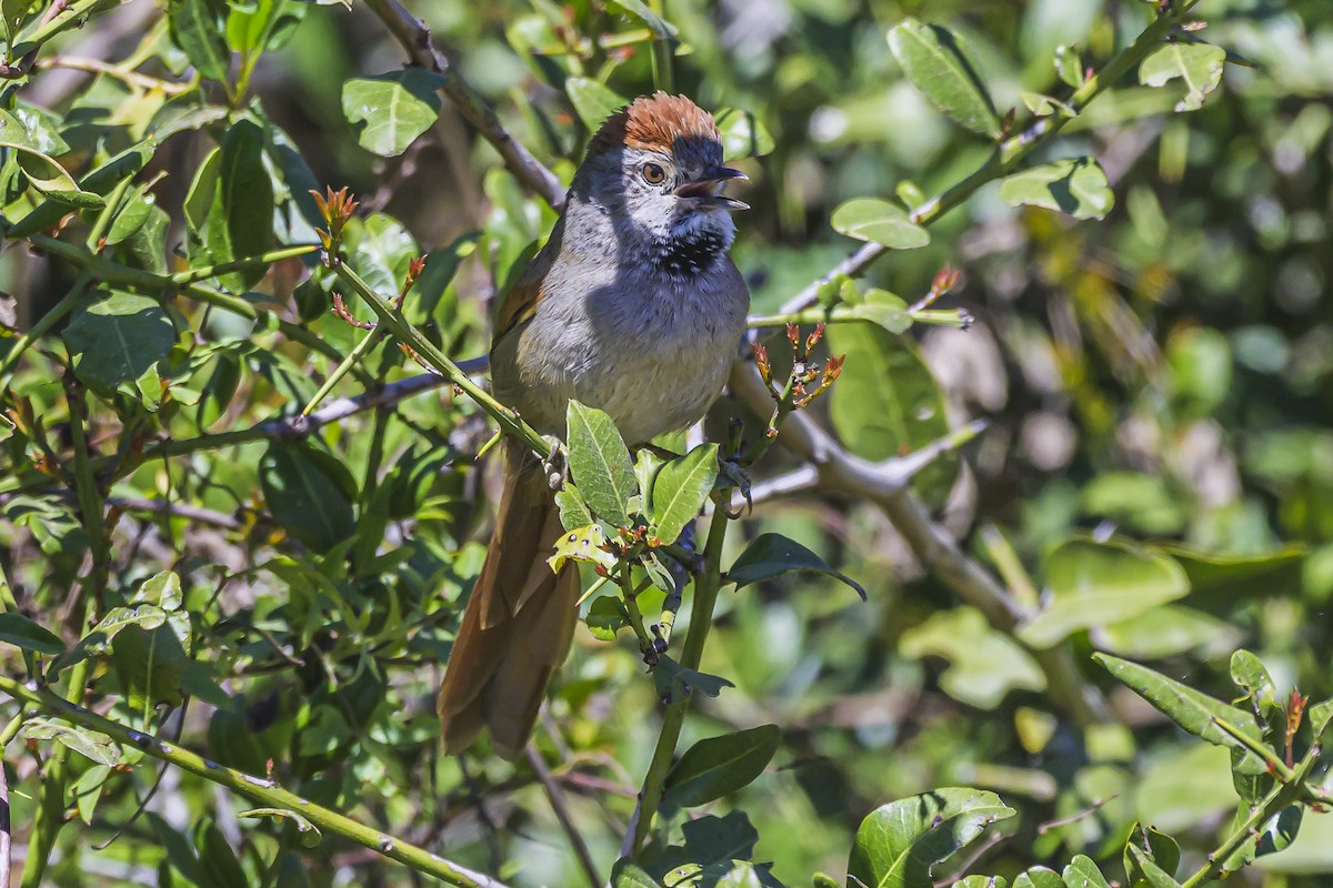 Sooty-fronted Spinetail - ML623946376