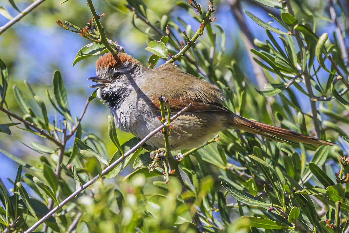 Sooty-fronted Spinetail - ML623946377