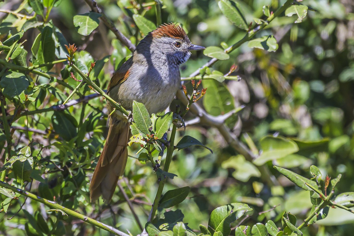 Sooty-fronted Spinetail - ML623946378