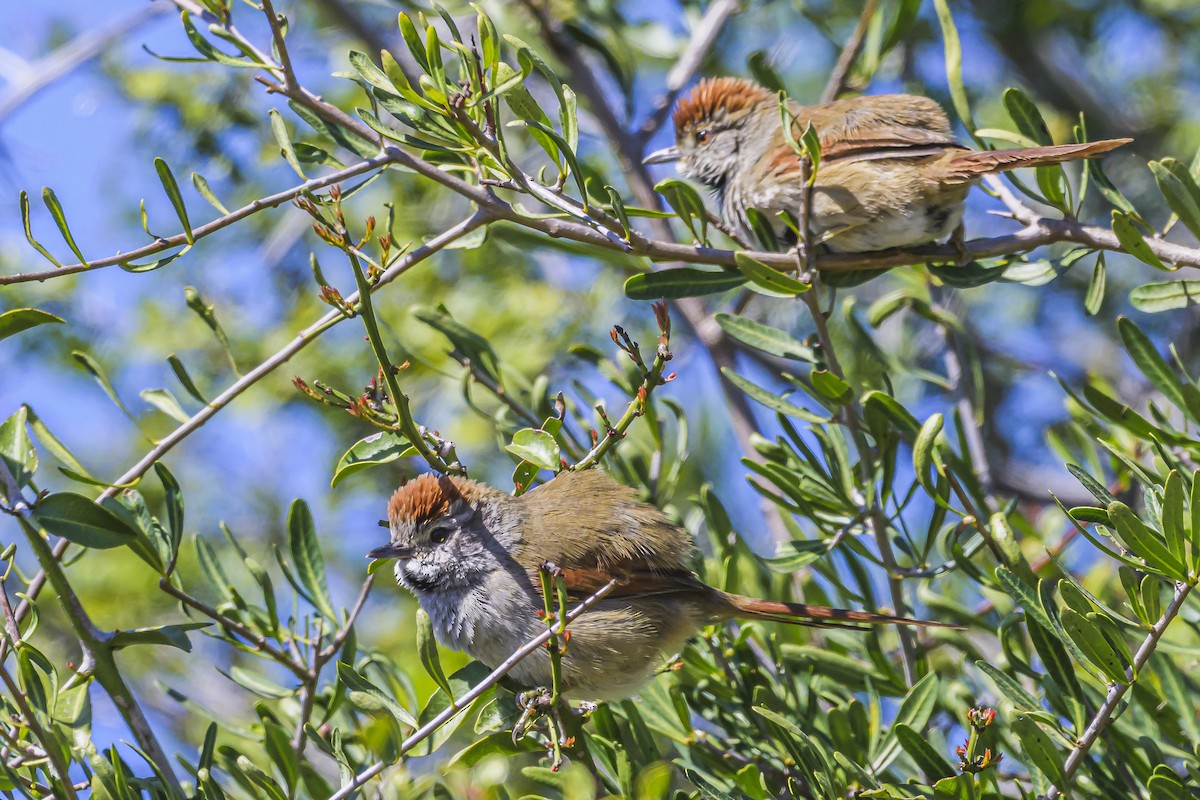 Sooty-fronted Spinetail - ML623946379