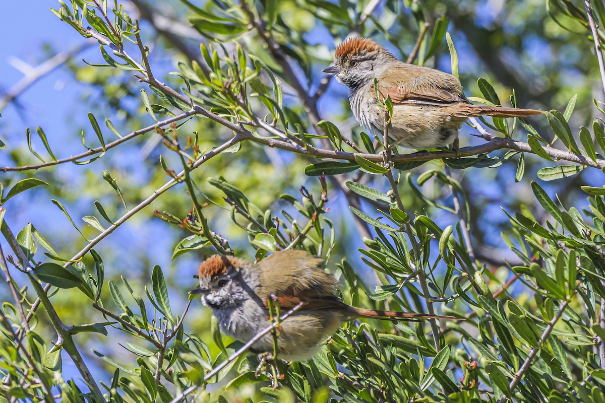 Sooty-fronted Spinetail - ML623946380